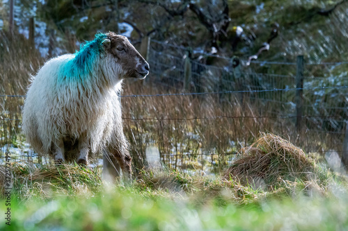 One sheep in a field, Selective focus. Winter season, Snow on the grass in the background.
