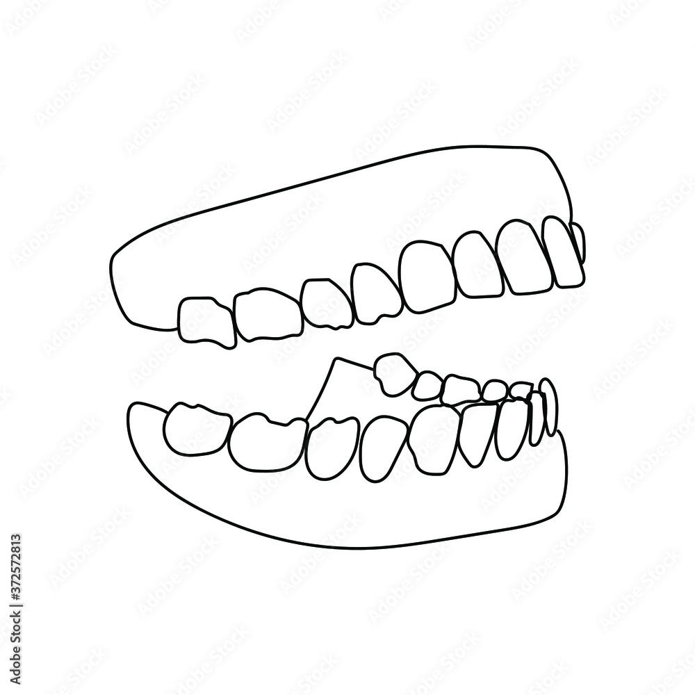 Human jaw with teeth, human mouth model, vector outline illustration Human jaw with teeth, human mouth model, vector outline illustration
