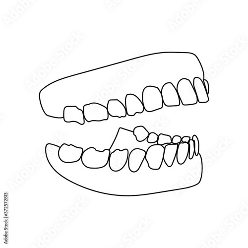 Human jaw with teeth, human mouth model, vector outline illustration