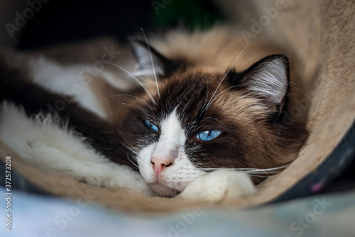 sleepy cat