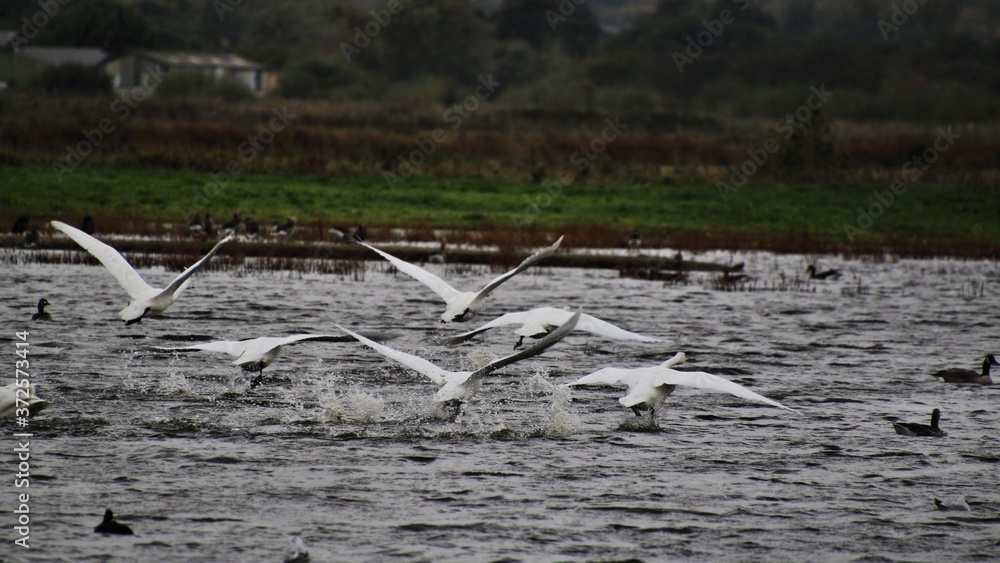 A view of some Whooper swans in flight A view of some Whooper swans in flight