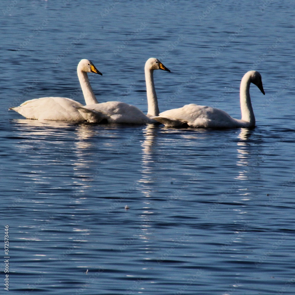 swans on the lake swans on the lake