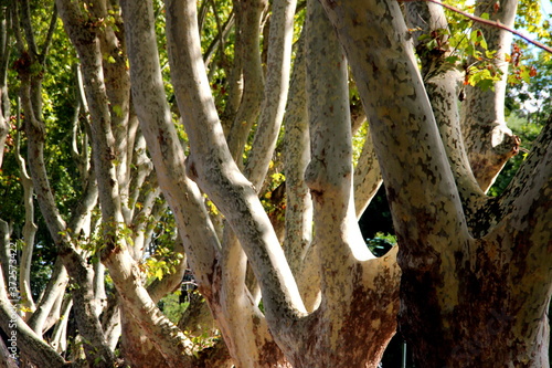 Photos Interlacement of branches