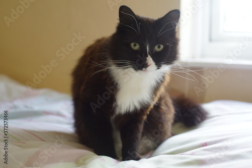 cat on bed