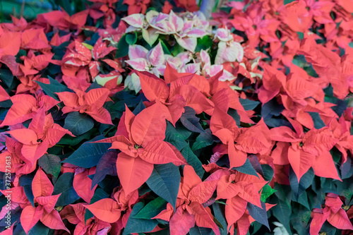Red Poinsettia  Euphorbia Pulcherrima  christmas star  festive background for design. Selective focus. Festive Christmas  Winter holiday  happy new year
