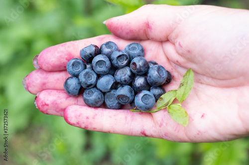 Smudgy hand holding wild blueberries. Handpicked forest berries (Vaccinium myrtillus)