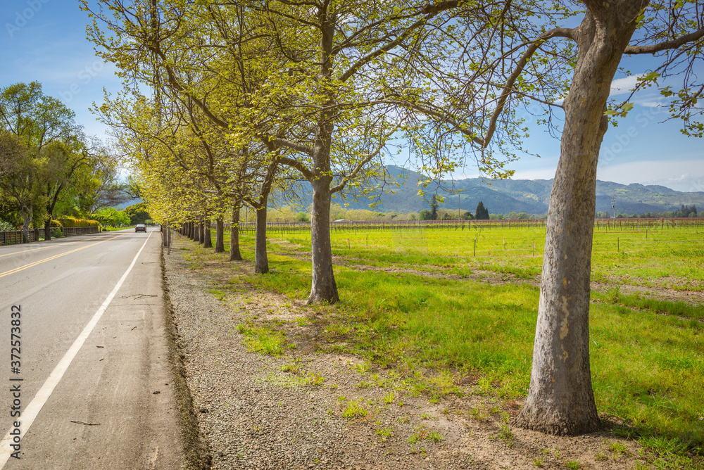 American tradicional landscape in countryside Napa Valley, Sonoma, EUA American tradicional landscape in countryside Napa Valley, Sonoma, EUA