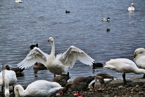 A view of a Whooper Swan