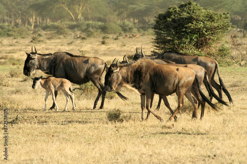 wildebeest in serengeti © Simon Edge