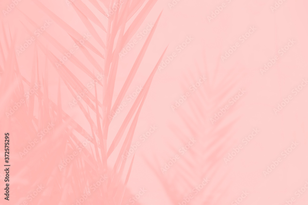 Obraz premium Pink coral date palm leaves on light pink background