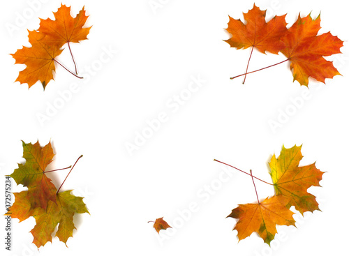 Autumn leaves on a white background. Autumn seasonal background. The concept of autumn. Banner. Isolate. copyspace