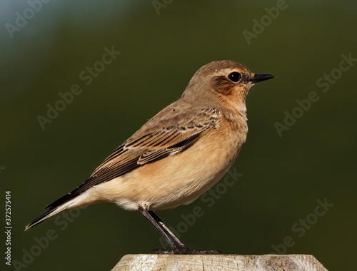 Nothern Wheatear
