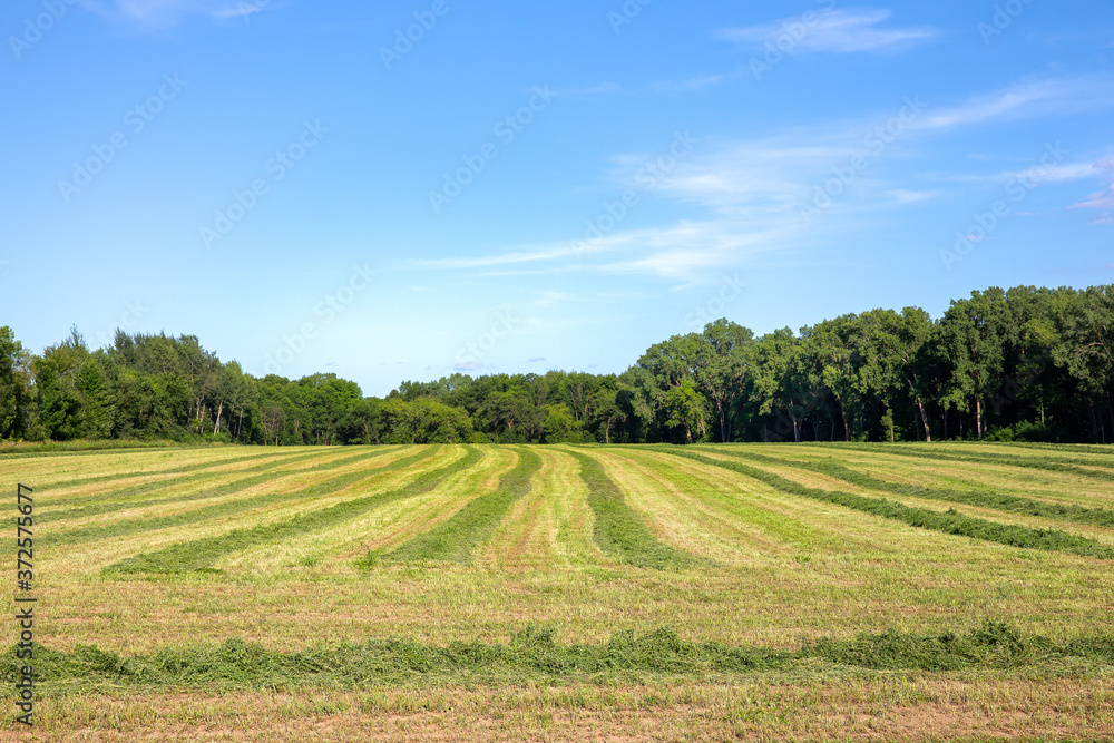 Field of Freshly Cut Alfalfa