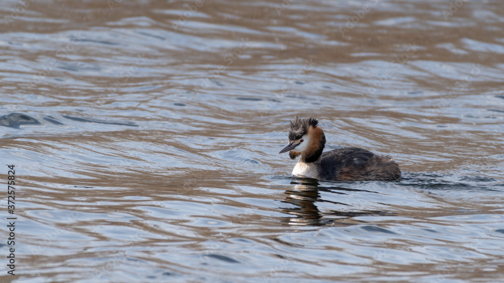 Great Crested Grebe Floating on Water Great Crested Grebe Floating on Water