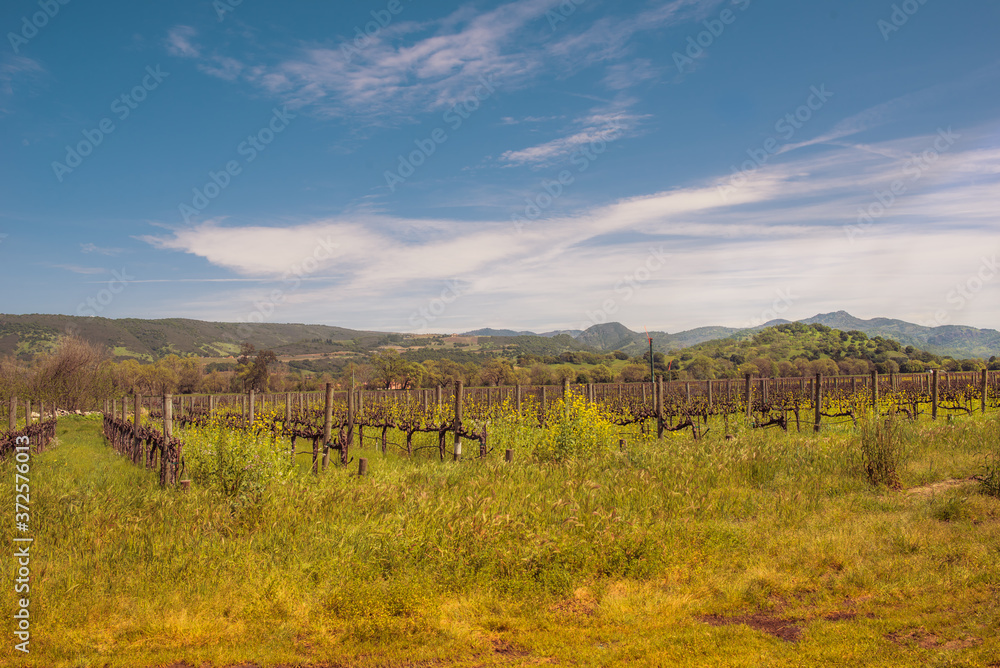 Napa Valley Autumn Vineyards, Mountains, Sunset