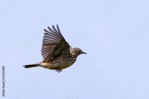 Meadow Pipit Flying Across the Sky