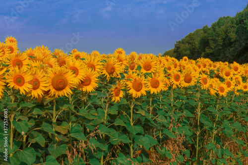 A field of blooming sunflowers against a background of blue sky and green forest
