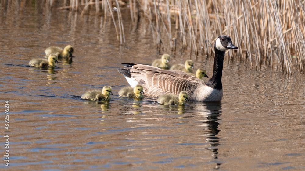 Canada Goose with her Babies