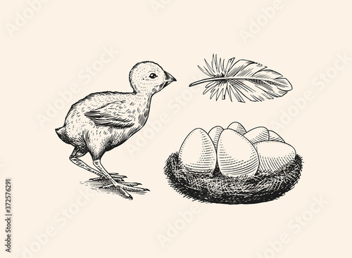 Chicken and feather, nest with eggs. Farm product. Engraved hand drawn vintage sketch. Woodcut style. Vector illustration for menu or poster.