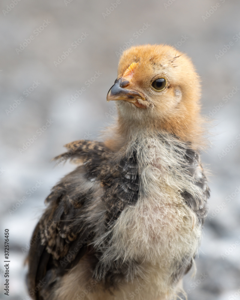 Young Chick Looking for Food