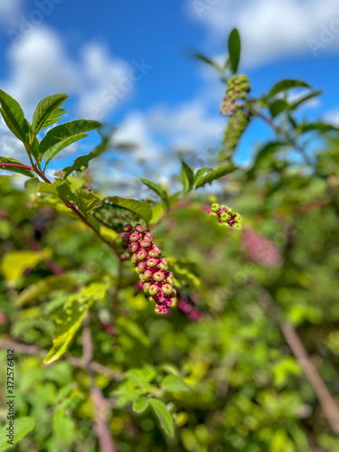 Wild berries blooming and still in green color, close up of wild mother nature. photo