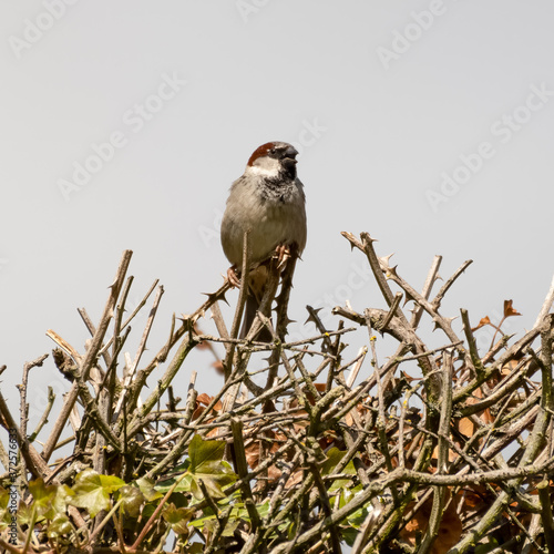 Male Tree Sparrow Perched on Top of a Hedge
