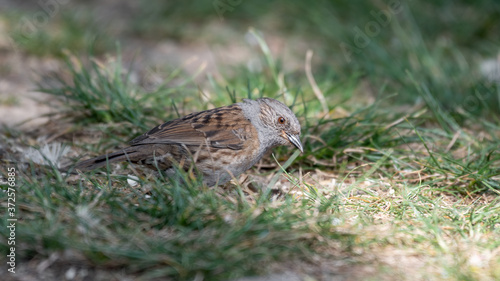 Adult Dunnock Searching for Food