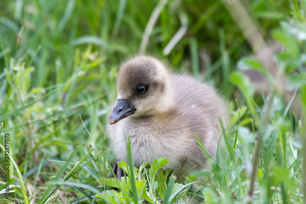 Young Greylag Gosling Resting in Tall Grass Young Greylag Gosling Resting in Tall Grass
