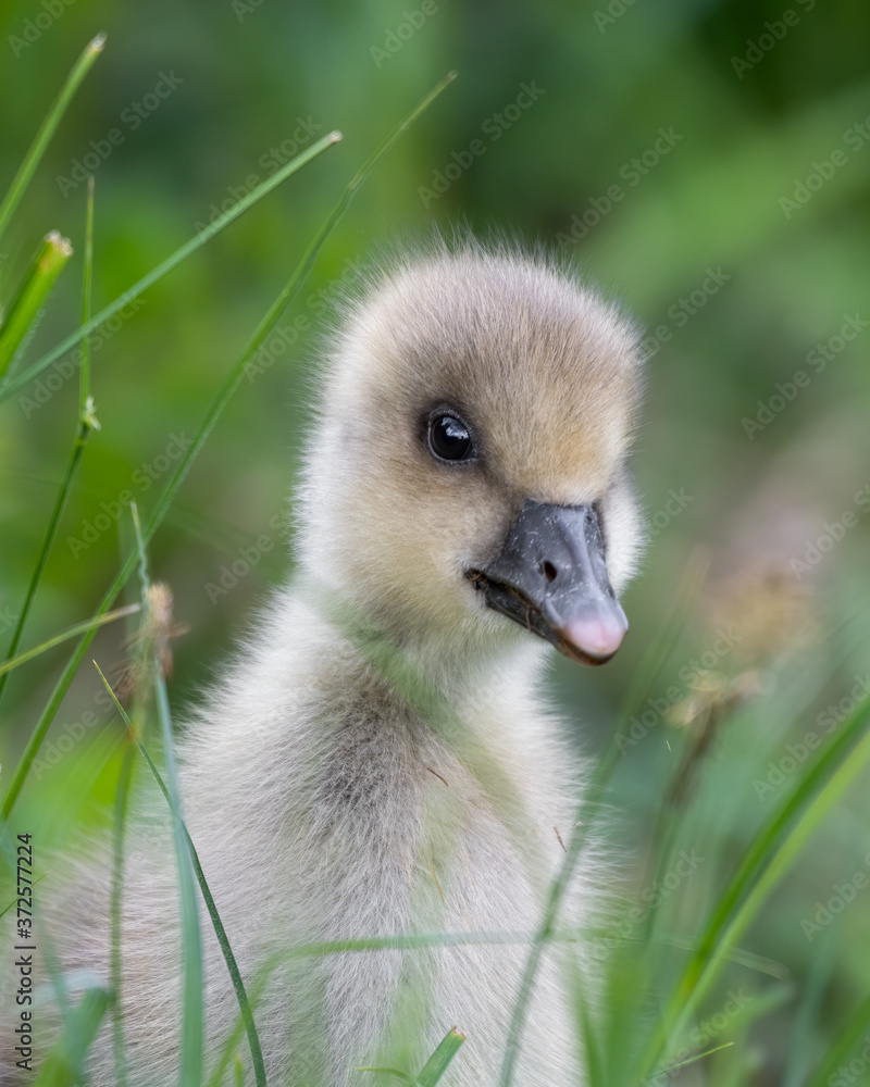 Young Greylag Gosling Resting in Tall Grass