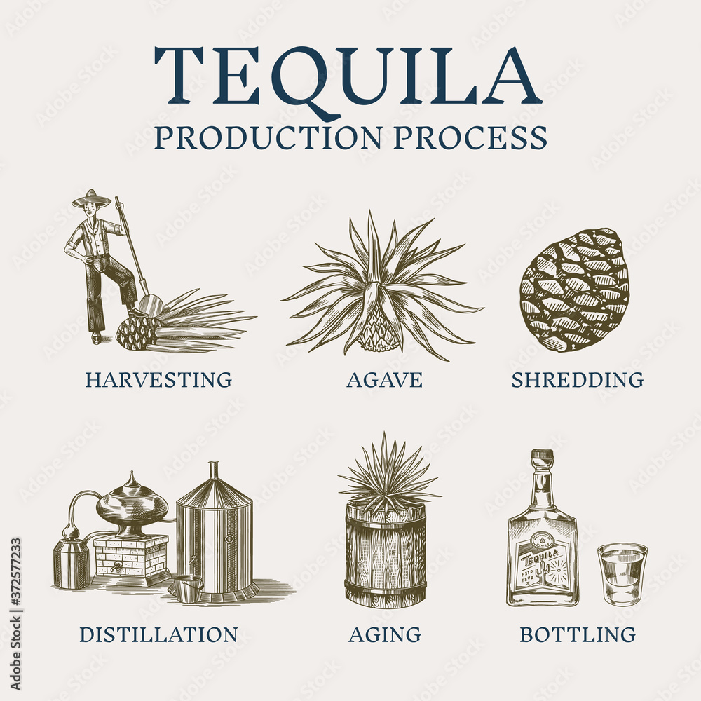Tequila production process. Glass bottle, shot with lime, Distilled alcohol, blue agave Plant, barrel and farmer and harvest. Retro poster or banner. Engraved hand drawn vintage sketch.  - obrazy, fototapety, plakaty 