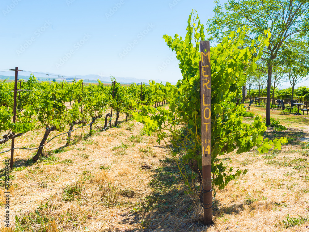 Merlot  grapes, vineyard, winery, wine