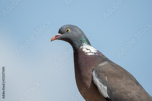 Close up Side profile Wood Pigeon