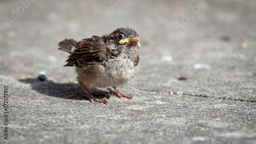 Fledgling House Sparrow on the Ground