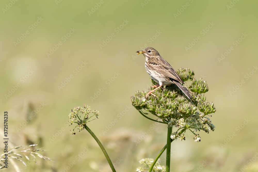 Meadow Pipit Perched on Top of a Plant Meadow Pipit Perched on Top of a Plant