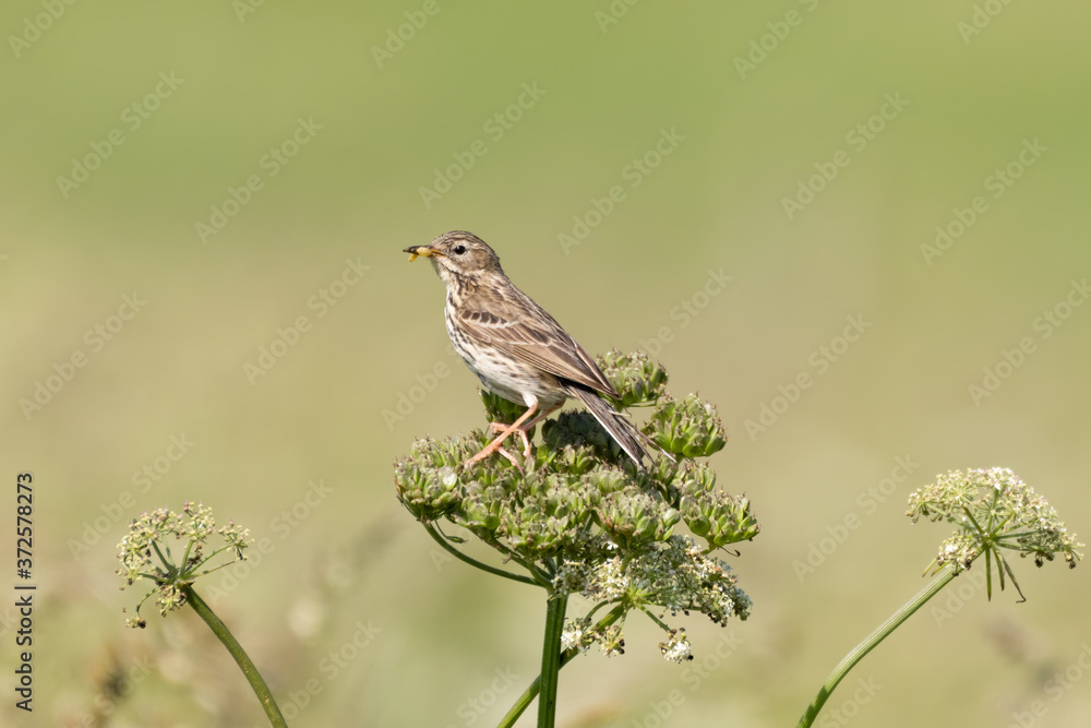 Meadow Pipit Perched on Top of a Plant Meadow Pipit Perched on Top of a Plant