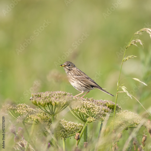 Meadow Pipit Perched on Top of a Plant