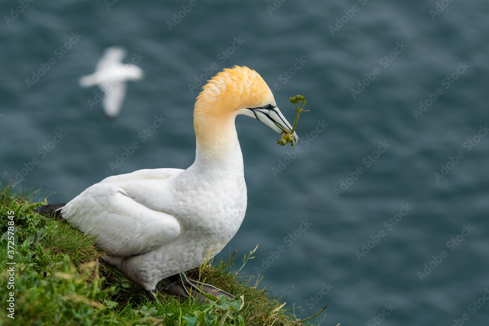Gannet Collecting Nesting Material