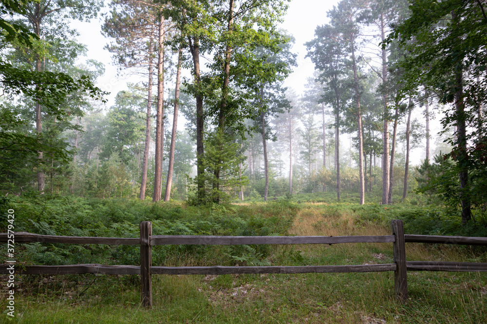 Forest landscape behind a wooden fence