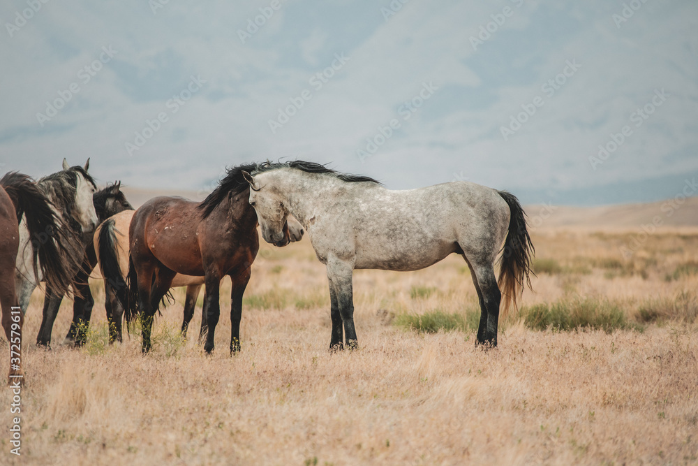 Wild mustangs in the Utah desert Wild mustangs in the Utah desert