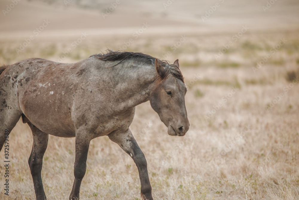 Fototapeta premium Wild mustangs in the Utah desert