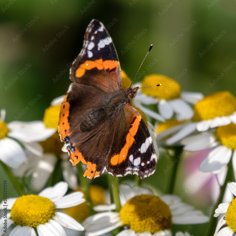 Red Admiral Butterfly on Daisies Red Admiral Butterfly on Daisies