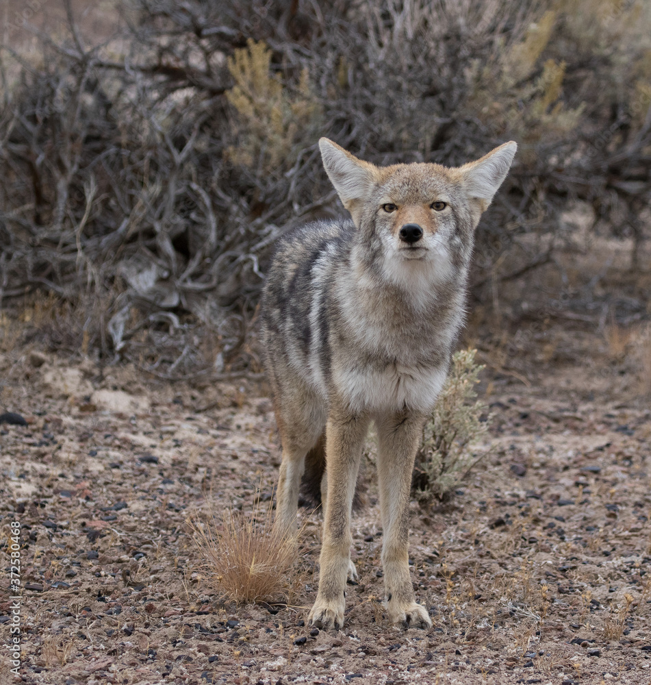 Coyote Coyote