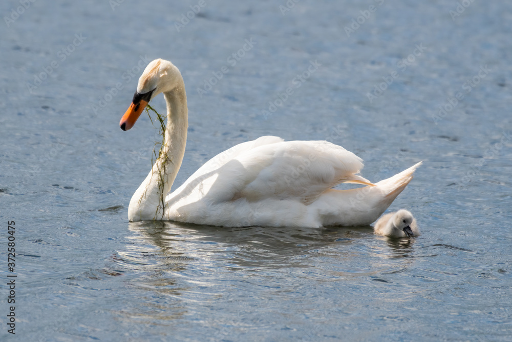Adult Mute swan with its Cygnet Adult Mute swan with its Cygnet