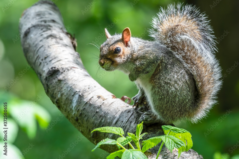 Grey Squirrel Sitting in a Tree Grey Squirrel Sitting in a Tree
