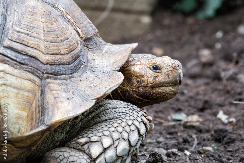 Obraz premium Old Large African Spurred Tortoise