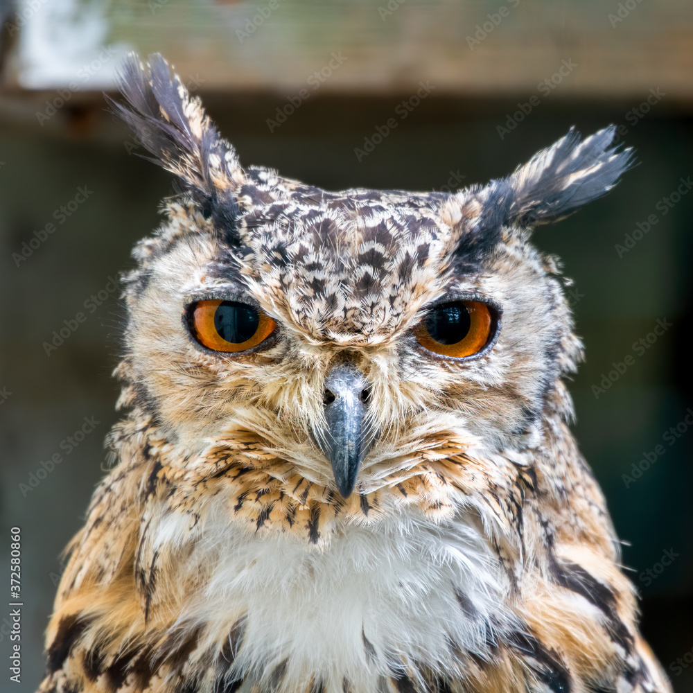 Naklejka premium Eurasian Eagle Owl Portrait