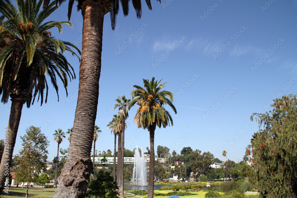 Fototapeta premium palm trees were made high water falls smallest