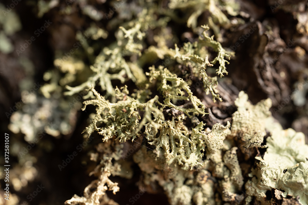 Closeup of pale green lichen Closeup of pale green lichen