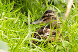 Female Mallard Duck Hiding in Grass
