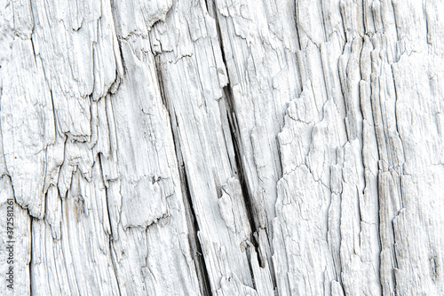 Texture of a driftwood with deep longitudinal cracks